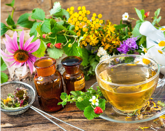 Основные понятия о фитотерапии (часть 1) - Корсун _0.png